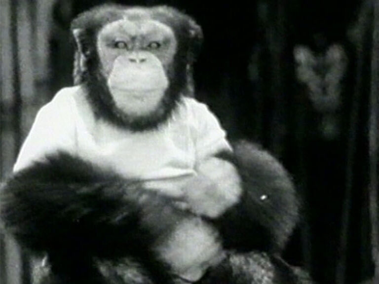 A chimpanzee in a white shirt, black and white